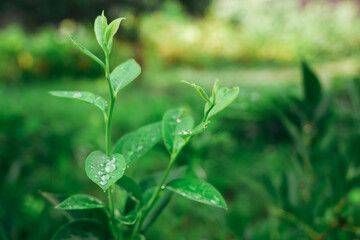 Gardening. Green leaves of blueberry bush close up with dew drops
