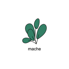 Fototapeta premium hand drawn doodle of salads with the title. mache. isolated vector illustration doodle on white background