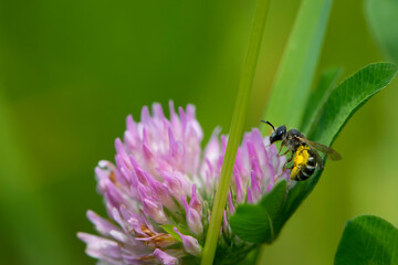 bee at work on clover flower collecting pollen. bright delicate pink clover flower, honey bee. macro nature, wild wildflower, useful insect, spring or summer sunny day, close-up. natural background