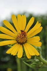 yellow daisy flower