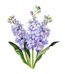 Watercolour hand painted botanical gentle mathiola and cotton flowers bouquet illustration set isolated on white background