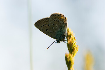 Beautiful Polyommatus icarus on the summer meadow. The side view of a blue butterfly. Insect with pattern wings. macro photo of nature. isolated on light background, place for text