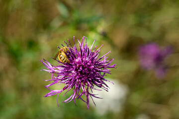 bee on flower
