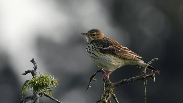 Baumpieper&nbsp;(Anthus trivialis)