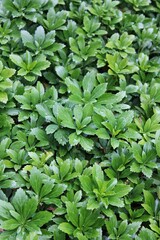 Fototapeta premium green leaves background