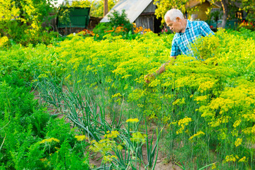 Naklejka na ściany i meble mature farmer collects dill in the vegetable garden in village