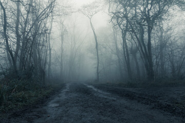 Fototapeta na wymiar A muddy, path through a spooky, eerie forest. On a mysterious foggy, winters day. 