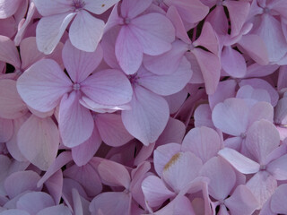 hydrangea leaves background