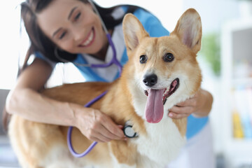 Smiling female veterinarian listens to heartbeat of welsh corgi dog with stestoscope