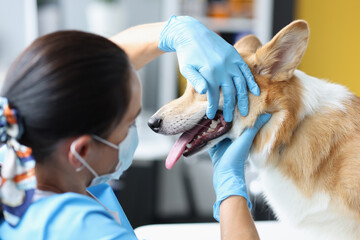 Veterinarian doctor examines dog oral cavity in clinic closeup