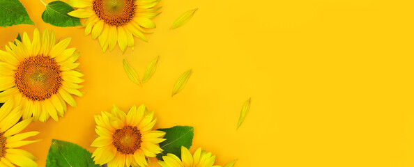 Top view of sunflowers border on yellow background with copy space as concept of healthy lifestyle...