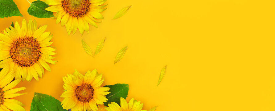 Top view of sunflowers border on yellow background with copy space as concept of healthy lifestyle or proper nutrition for advertising banner, label, poster, postcard, invitation, sticker, etc.