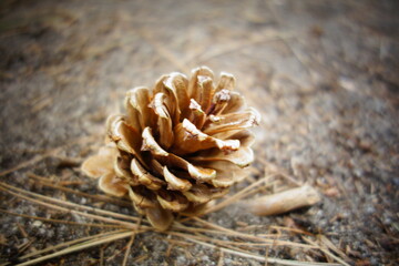 close up of cone