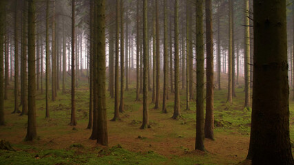 tree trunks in the forest with fog