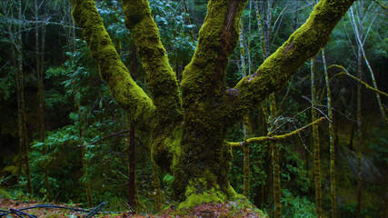 trunk tree covered with moss, wet tree covered with moss.