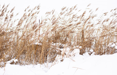 Pampas grass branches on the background of winter nature.
