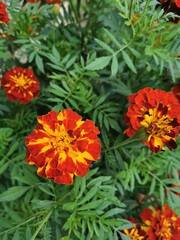 Beautiful of spring primroses flowers primula polyanthus or Perennial primrose with green leaves under sunlight in the garden on blurred natural background at spring or summer season. Nature concept.