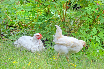 Two white chickens in summer garden