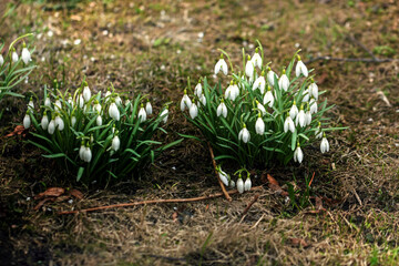 Real pretty white first snowdrops