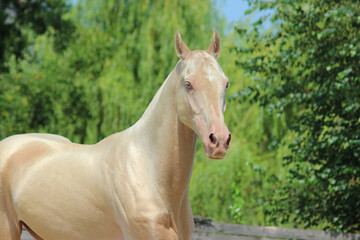 portrait of a horse, the most beautiful horse in the world, a horse worth a million dollars, 
