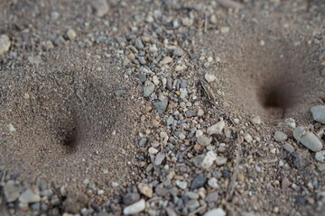 Holes of small insects, Ant lion's larva on the ground. Animal traps
