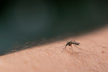 mosquito dug into human skin and sing blood, blur, soft focus