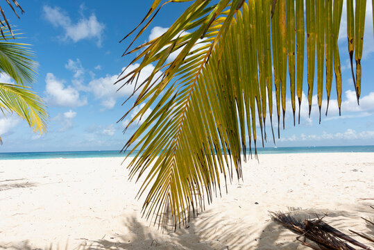 Close-up of a palm leaf on a deserted tropical beach against the blue sky and the Caribbean Sea, Cozumel Island, Mexico