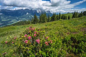 Alpenrose and green foliage on hiking trail. Wilder Kaiser mountains in background, Tirol - Austria