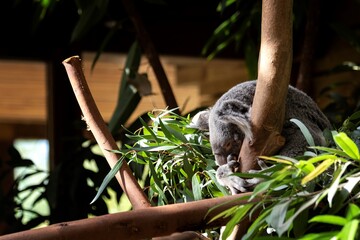 A portrait of a koala bear sitting in the top of a tree in between the leaves. The animal is holding on to a tree branch and is trying to sleep.