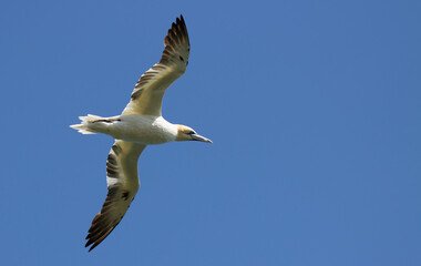 Gannet in flight over Bempton Cliffs