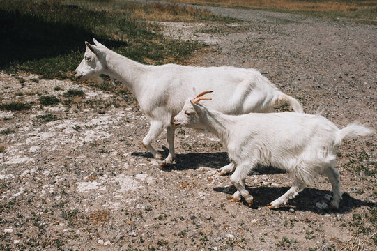 An adult white goat and a small offspring are walking in the pasture in nature. Animal photography.