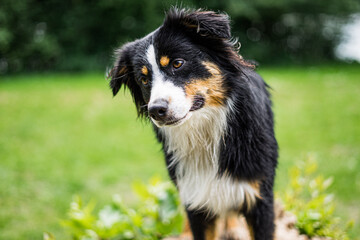 Australian Shepherd