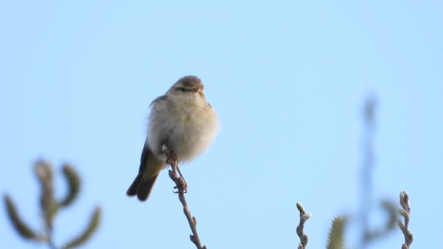 Fitis&nbsp;(Phylloscopus trochilus)
