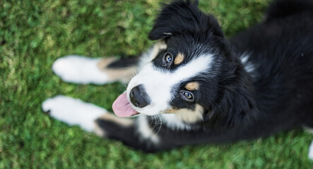 Australian Shepherd