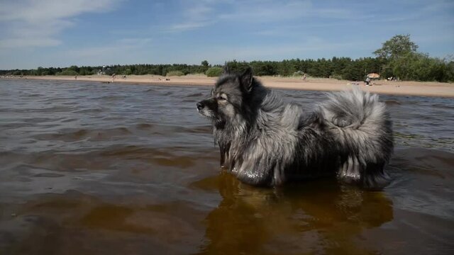 Keeshond stands in sea water near a sandy beach