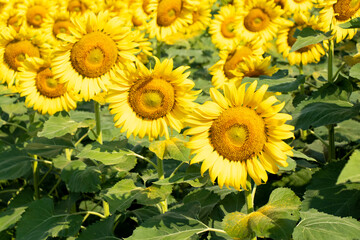 Beautiful yellow color sunflower in the agriculture farm background