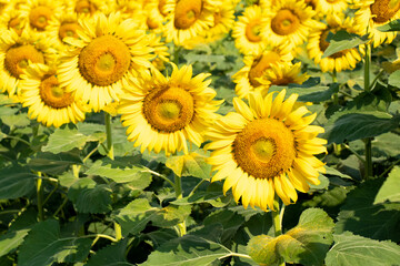 Obraz premium Beautiful yellow color sunflower in the agriculture farm background