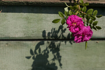 Rose flowers and leaves on green background in sunlight