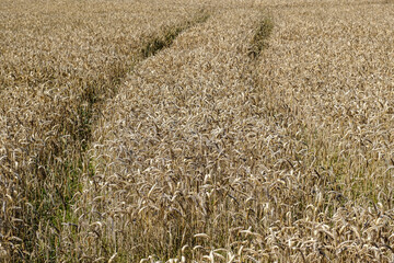 Agricultue, Flevoland Province, The Netherlands
