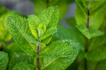 Fototapeta na wymiar Tip of the fresh peppermint herb plant stalk in early summer - nature background