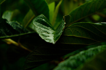 Fototapeta na wymiar foglie in luce soffusa