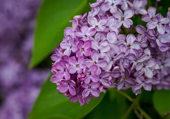 Nahaufnahme von den Blüten eines lilafarbenen Fliederstrauch.