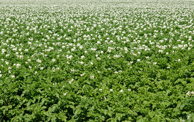 Agricultue, Flevoland Province, The Netherlands