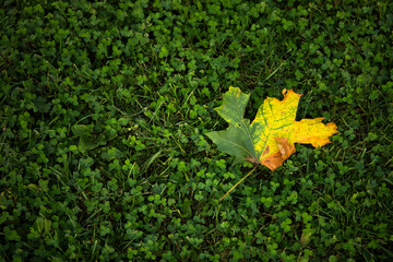 Autumn maple leaf on green lawn of clover in background