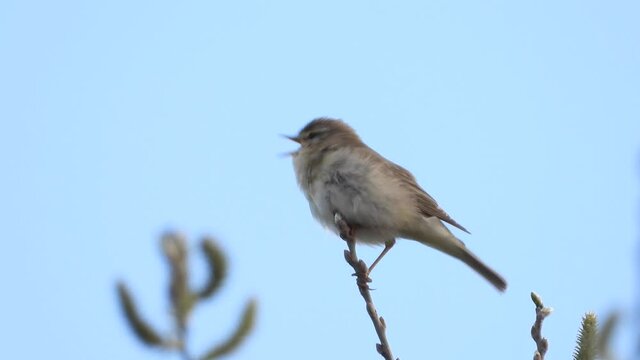 Fitis&nbsp;(Phylloscopus trochilus)