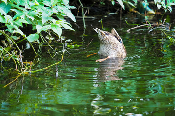 Upside wild down duck looking for food at the bottom of the pond. Mallard or Anas platyrhynchos