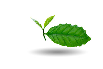 green leaves on a white background