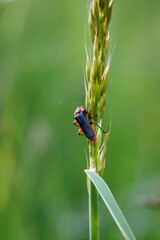 Nahaufnahme eines Käfers, Insekts auf einer Pflanze.