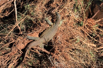 Monitor Lizard