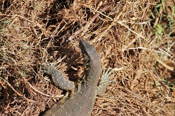 Monitor Lizard